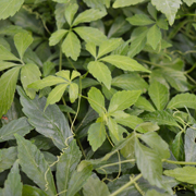 Five Leaf Ginseng